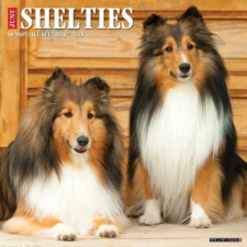  CAL 25 SHELTIES 2025 WALL – WALL naptár, kalendárium