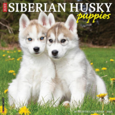 CAL 25 SIBERIAN HUSKY PUPPIES 2025 WALL – WALL naptár, kalendárium