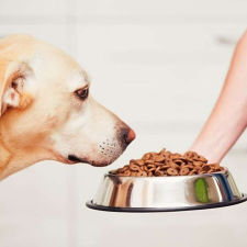  Castron Metalic pentru hranire animale de companie - 22cm kutyatál