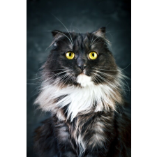  Cat9 öntapadós tapéta, 150 x 205 cm tapéta, díszléc és más dekoráció