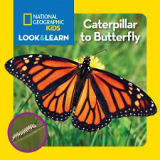  Caterpillar to Butterfly – Catherine D. Hughes idegen nyelvű könyv