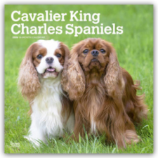  Cavalier King Charles Spaniels 2026 - 16-Monatskalender (Kalendář/Diář) naptár, kalendárium