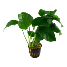 CC Műnövény 71337 Anubias barteri 13x7x26 cm akvárium dekoráció