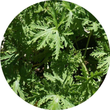 Citronella illóolaj illóolaj