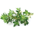 ClickAndGrow OU Click And Grow Kakukkfű