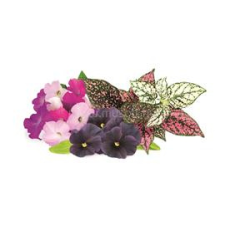 CLICKNGROW Vegyes Virág növénykapszula 9 db (PPMVFX9) vitamin és táplálékkiegészítő