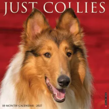  Collies 2027 12 X 12 Wall Calendar (Naptár/Határidőnapló) naptár, kalendárium