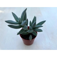  Crassula mesembryanthemoides 'Tenelli' fa és növény