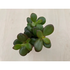  Crassula ovata 'Minor' fa és növény
