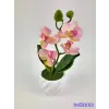  Cserepes gumi orchidea 22 cm - Púder Rózsaszín