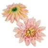  Dália virágfej D14cm rózsaszín 12db/csoma