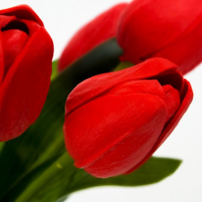 DC Tulipán csokor 5 ágú piros dekoráció