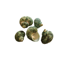  Dekor csigaház - kék 5db/cs dekorációs kellék