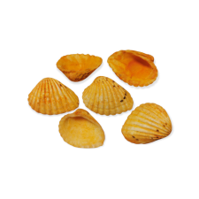  Dekor kagyló - narancs színben dekorációs kellék