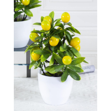  Dekorációs mini citromfa cserépben sütés és főzés