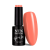 delight NTN Premium New - 152 - Delight Sorbet