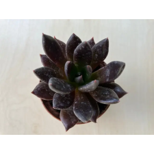  Echeveria affinis fa és növény