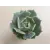  Echeveria Lola