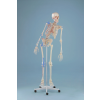  Emberi csontváz modell – „MAX” hajlékony gericoszloppal, kijelölt izmokkal és kötőszövetekkel
