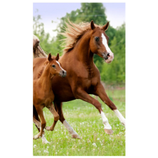 EU Lovas Career kéztörlő, arctörlő, törölköző 30x50 cm Nr2 lakástextília