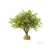 Exo Terra Boxwood bush | Műnövény Bosxwood bokor