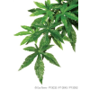  Exo-Terra Silk Plant Aboliton Large - Terráriumi selyem műnövény dekoráció (Abolition) cca.60cm