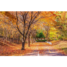  Falikép Forest54 ősz, 350 x 250 cm tapéta, díszléc és más dekoráció