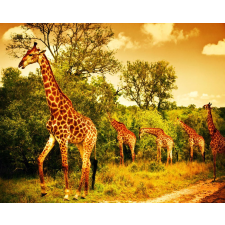  Falikép Zsiráfok a szavannán, 300 x 200 cm tapéta, díszléc és más dekoráció