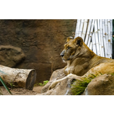 Falmatrica Animal38 Lion, 250 x 200 cm tapéta, díszléc és más dekoráció
