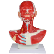  Fej, nyak és mellkas izmai, 1 részes modell gyógyászati segédeszköz