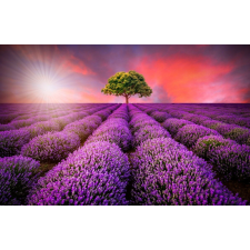  Fotótapéta Levendula mező, nyár, naplemente, 350 x 200 cm tapéta, díszléc és más dekoráció
