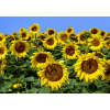  Fotótapéta Napraforgók közelről  XL