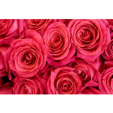  Fotótapéta Pink roses, 350 x 250 cm tapéta, díszléc és más dekoráció