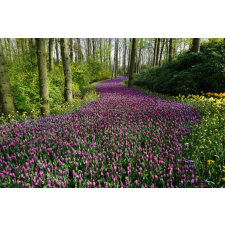  Fotótapéta Road of pink flowers, 300 x 200 cm tapéta, díszléc és más dekoráció