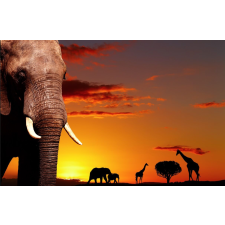  Fotótapéta Savannah alkonyatkor, 300 x 250 cm tapéta, díszléc és más dekoráció