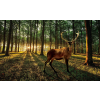  Fotótapéta Szarvas  az erdőben  - napnyugta XL