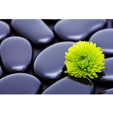  Fotótapéta Zöld krizantém kövekkel, 300 x 200 cm tapéta, díszléc és más dekoráció