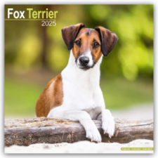 Fox Terrier - Foxterrier 2025 - 16-Monatskalender naptár, kalendárium