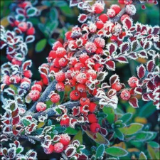  Frozen berries papírszalvéta 33x33cm, 20db-os papírárú, csomagoló és tárolóeszköz