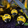 Garden Of Eden Szolár katicabogár - sárga - 14,5 x 12 x 6 cm - 6 melegfehér LED