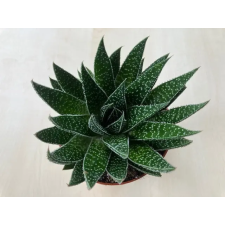  Gasteria D Due fa és növény