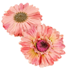  Gerbera virágfej őszi rózsaszín 12cm 4 darabos csomagban rendelhető (darab ár!)