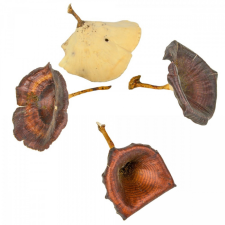  Gomba vegyes natúr 8,8dkg/csom dekorációs kellék