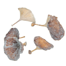  Gomba vegyes zúzmarás 5dkg/csom dekorációs kellék