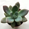  Graptoveria 'Opalina'