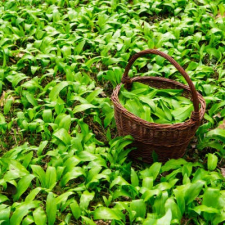Greenmark Bio Medvehagyma, morzsolt 200 g XXL alapvető élelmiszer