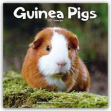  Guinea Pigs Calendar 2024  Square Animal Wall Calendar - 16 Month naptár, kalendárium