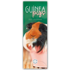  Guniea Pigs - Meerschweinchen 2024 - Slimline-Kalender naptár, kalendárium