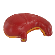  Gyomor modell - 2 részes oktatójáték