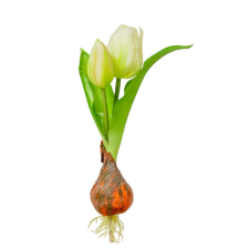  Hagymás tulipán gumi 2 virággaé krém 25cm dekorációs kellék